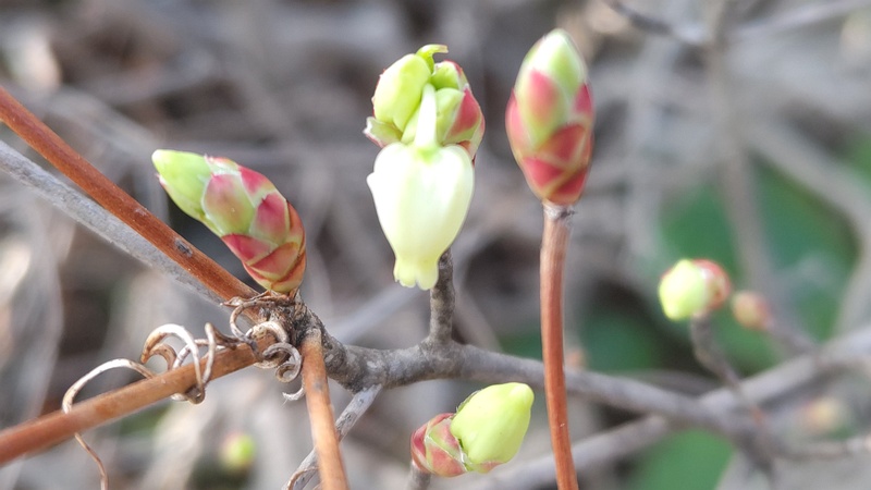 ドウダンツツジの花 東京都大田区平和島公園