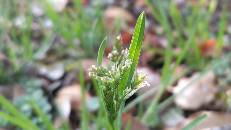 スズメノカタビラの花 東京都大田区平和島公園