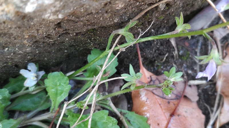 トキワハゼの花 東京都大田区平和島公園