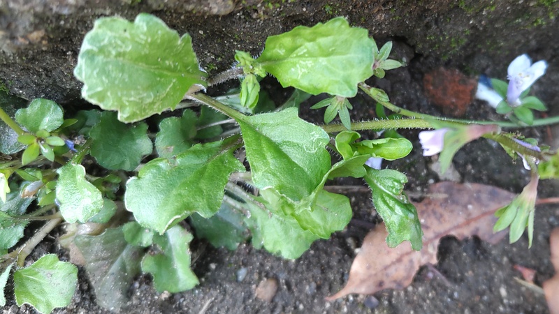 トキワハゼの花 東京都大田区平和島公園