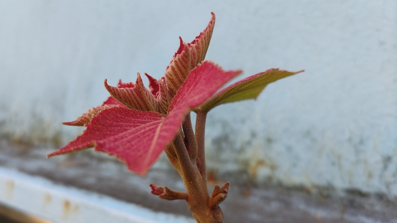 アカメガシワの新芽 東京都大田区平和島公園
