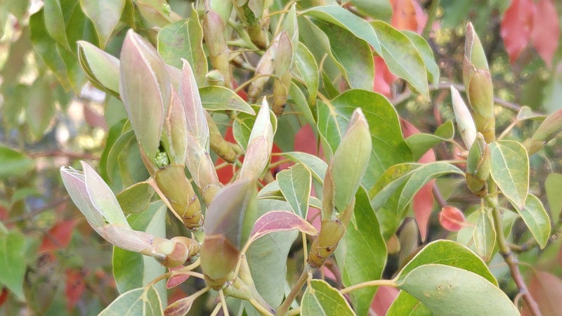 クスノキの新芽と蕾 東京都大田区平和島公園