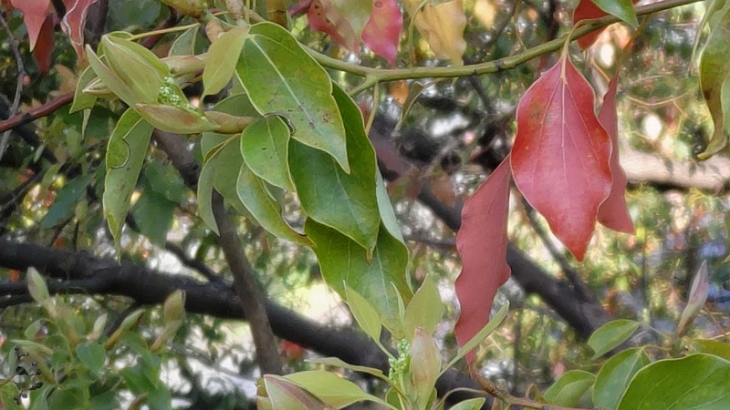 クスノキの新芽と蕾 東京都大田区平和島公園
