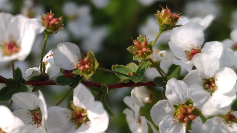 ユキヤナギの果実 東京都大田区大和大橋