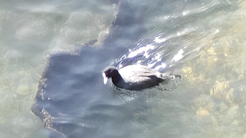 オオバン 東京都大田区大和大橋