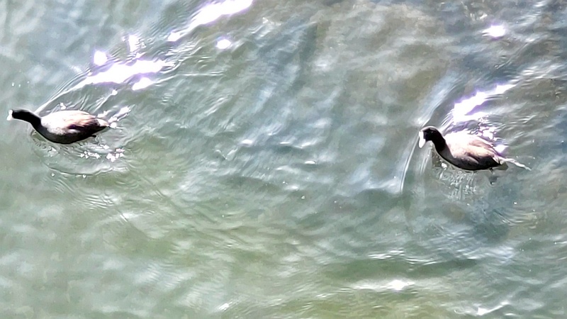オオバン 東京都大田区大和大橋