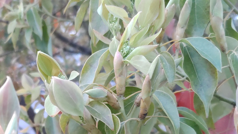 クスノキの新芽と蕾 東京都大田区平和島公園
