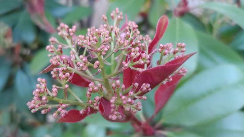 カナメモチの蕾 東京都大田区平和島公園