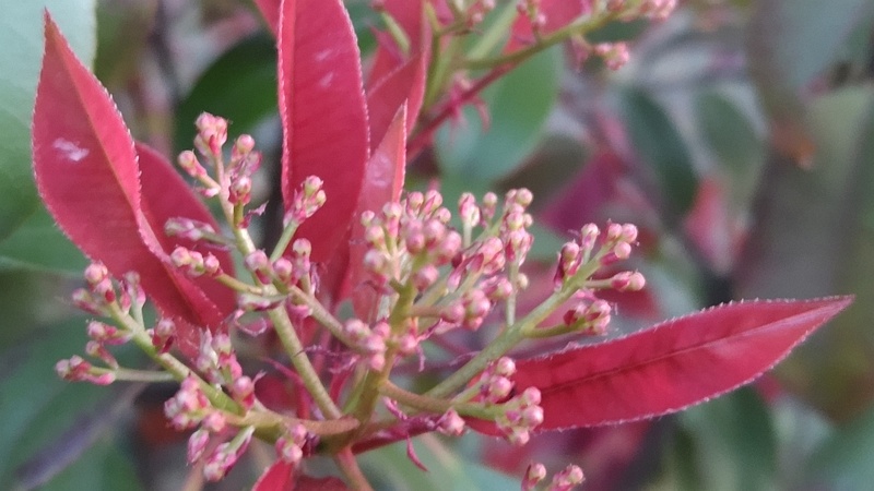 カナメモチの蕾 東京都大田区平和島公園