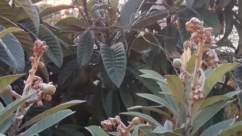 ビワの果実 東京都大田区平和島公園