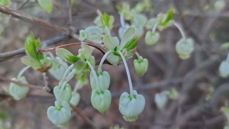 ドウダンツツジの花 東京都大田区平和の森公園