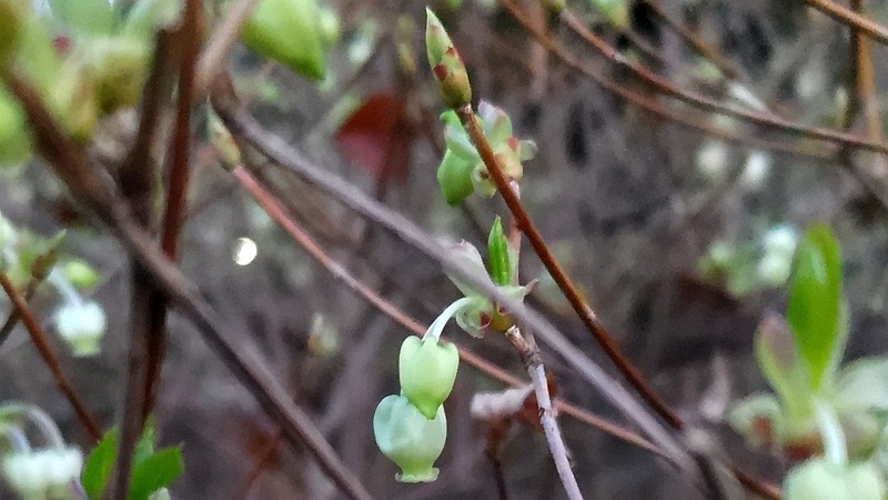 ドウダンツツジの花 東京都大田区平和の森公園