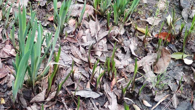 キショウブ 東京都大田区平和の森公園