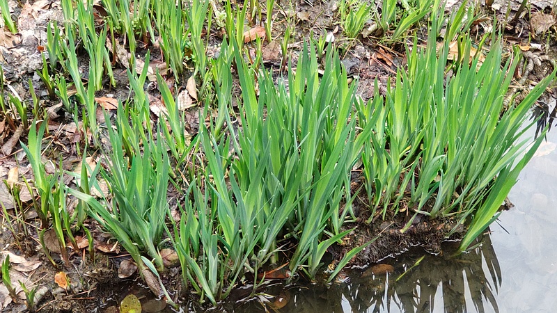 キショウブ 東京都大田区平和の森公園