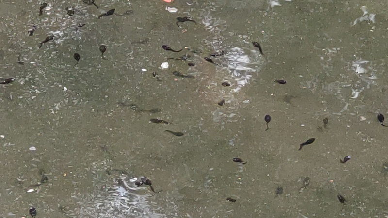 オタマジャクシ 東京都大田区平和の森公園