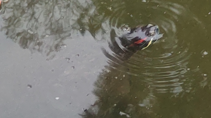 ミシシッピアカミミガメ 東京都大田区平和の森公園