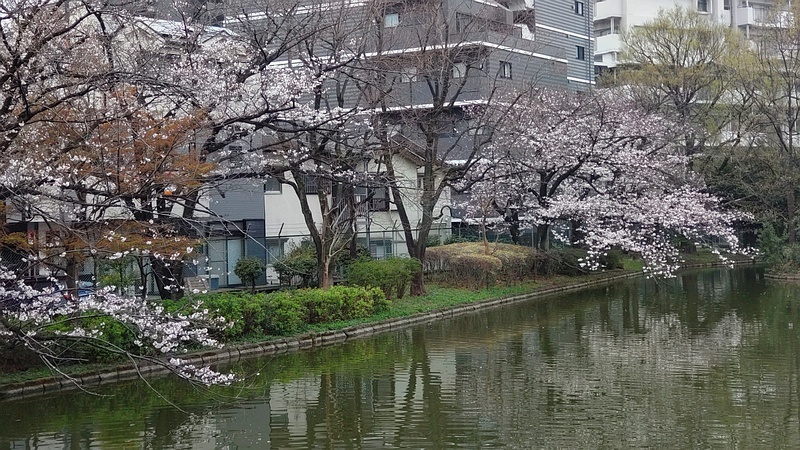 ソメイヨシノ 東京都大田区平和の森公園