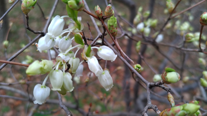 ドウダンツツジ 東京都大田区平和の森公園