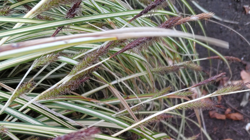 カンスゲ 東京都大田区平和の森公園