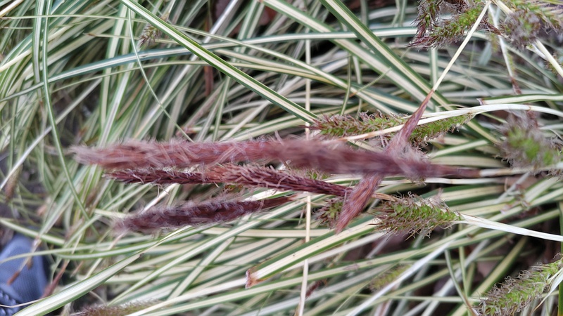 カンスゲ 東京都大田区平和の森公園