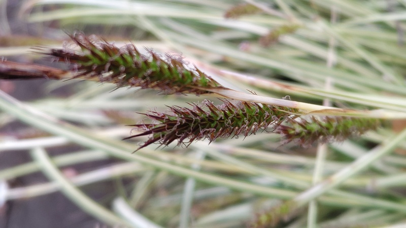 カンスゲ 東京都大田区平和の森公園