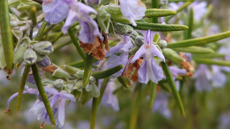 ローズマリー 東京都大田区平和の森公園