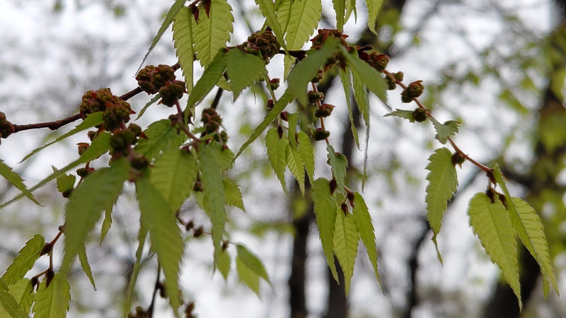ケヤキの花 東京都大田区平和の森公園
