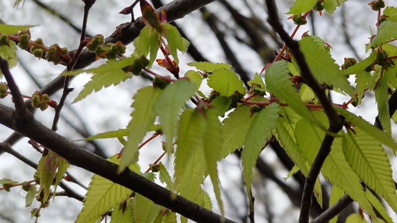 ケヤキの花 東京都大田区平和の森公園