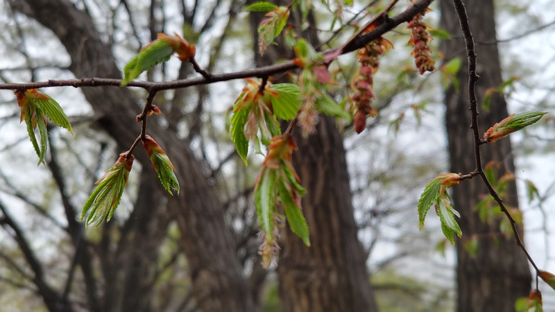 アカシデの花 東京都大田区平和の森公園
