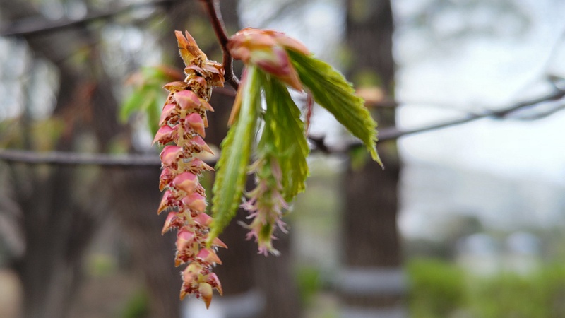アカシデの花 東京都大田区平和の森公園