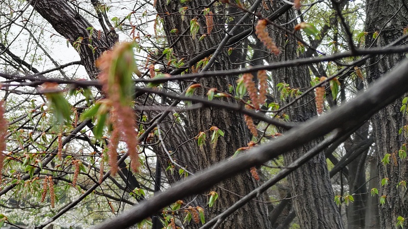 アカシデの花 東京都大田区平和の森公園