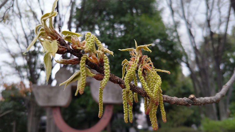 クヌギの雄花 東京都大田区平和の森公園