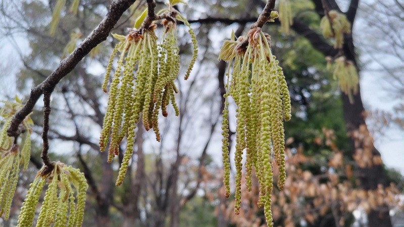 クヌギの雄花 東京都大田区平和の森公園