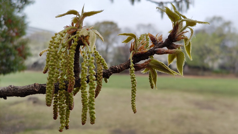 クヌギの雄花 東京都大田区平和の森公園