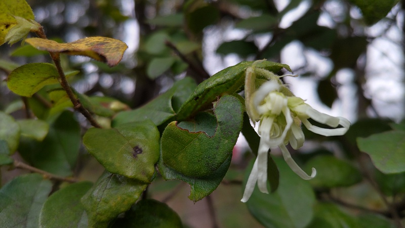 トキワマンサクの花 東京都大田区平和の森公園