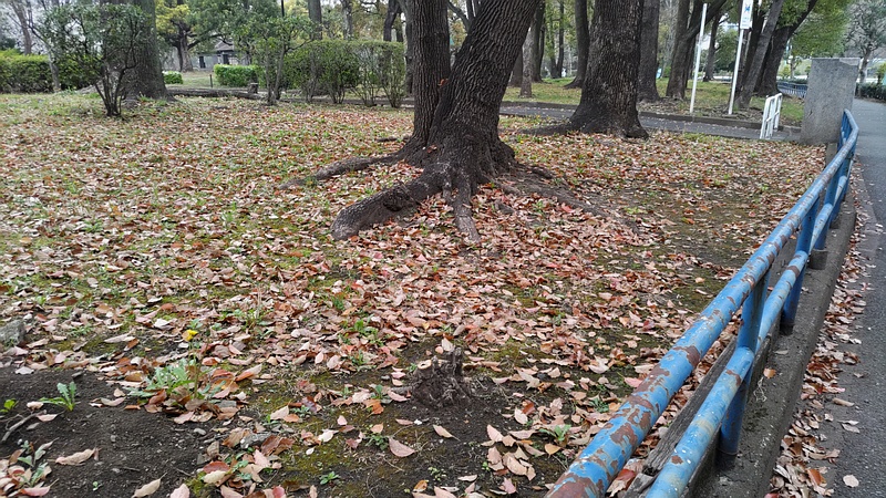 クスノキの落葉 東京都大田区平和島公園