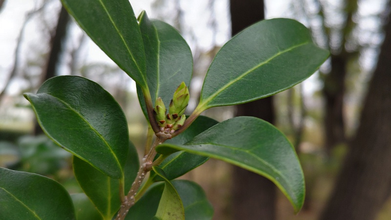 ネズミモチの芽 東京都大田区平和島公園