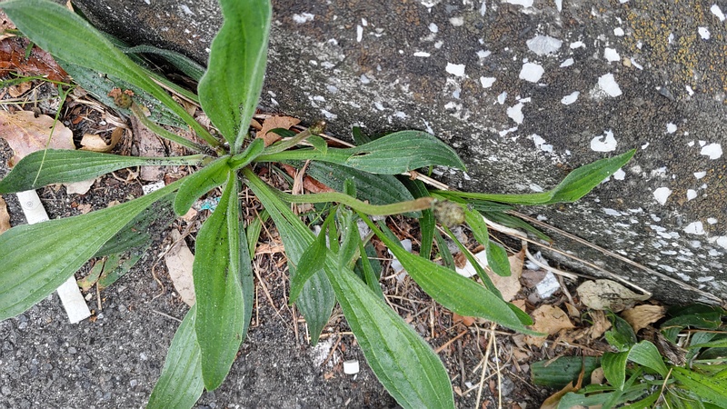 ヘラオオバコの蕾 東京都大田区大和大橋