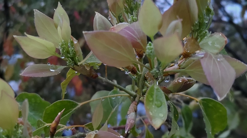 クスノキの蕾 東京都大田区平和島公園