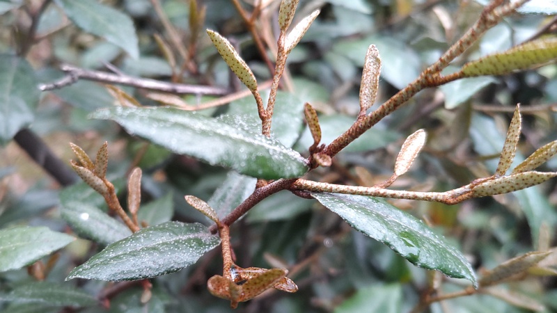 ナワシログミ 東京都大田区平和の森公園