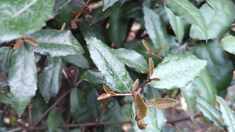 ナワシログミ 東京都大田区平和の森公園
