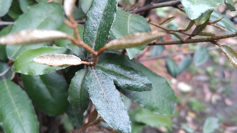ナワシログミ 東京都大田区平和の森公園