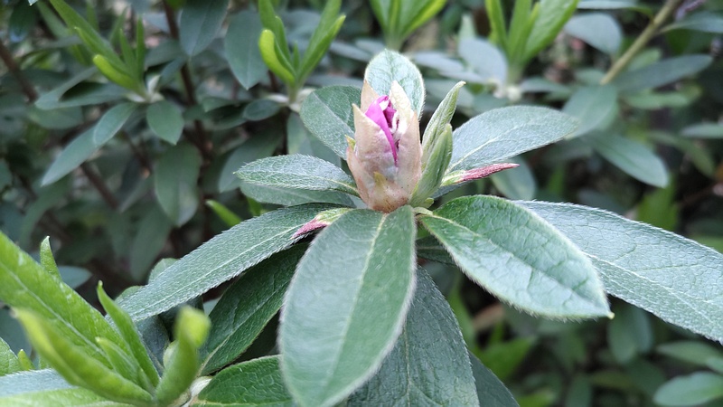 オオムラサキツツジの蕾 東京都大田区平和の森公園