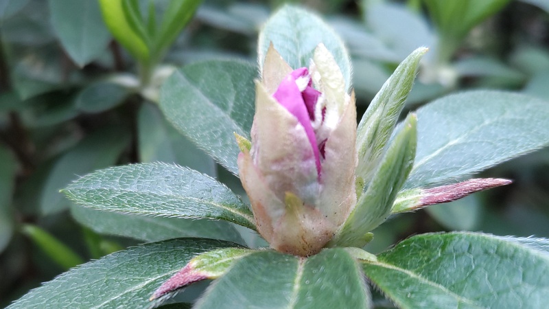 オオムラサキツツジの蕾 東京都大田区平和の森公園