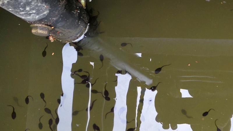 オタマジャクシ 東京都大田区平和の森公園