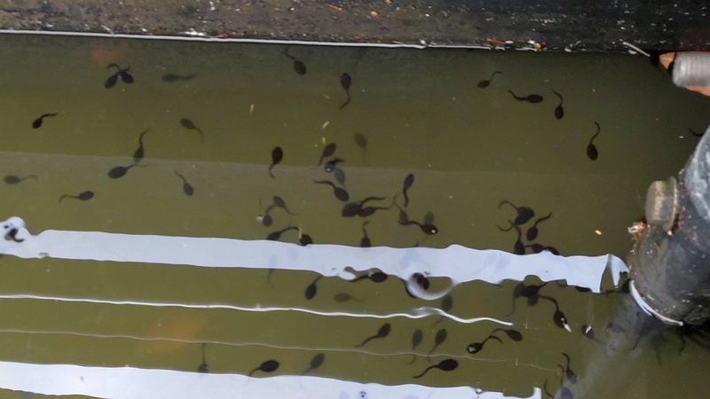 オタマジャクシ 東京都大田区平和の森公園