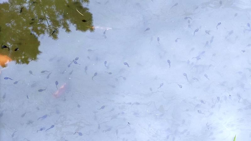 オタマジャクシ 東京都大田区平和の森公園