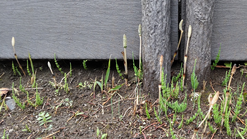 ツクシ 東京都大田区平和の森公園