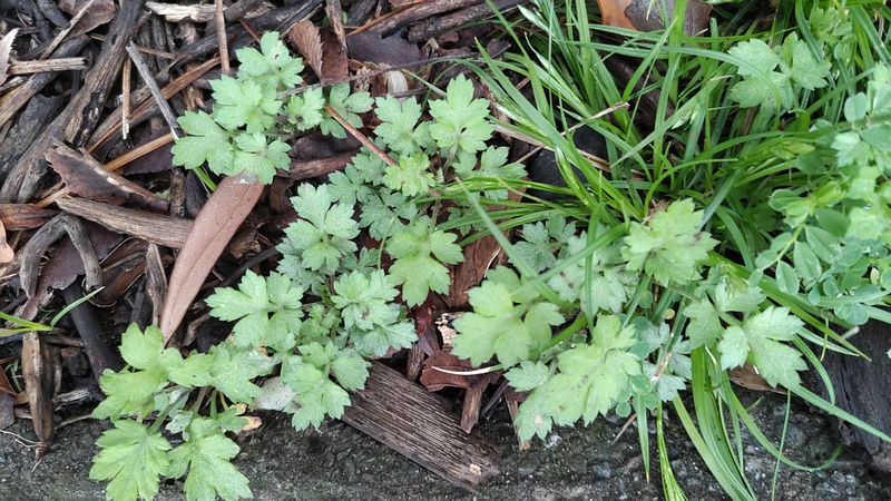 ヨモギ 東京都大田区平和の森公園