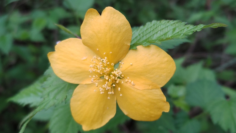 ヤマブキの花 東京都大田区平和の森公園